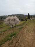 Almendro en flor